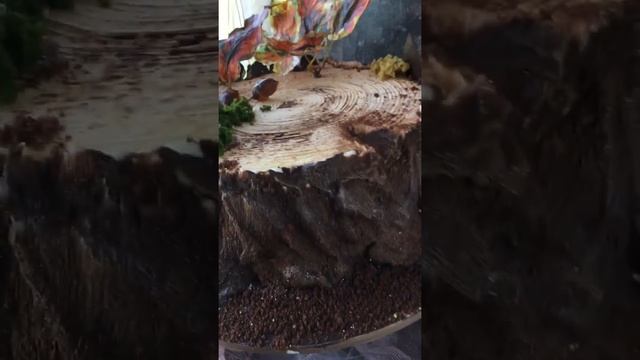 Торт «Ёжик в тумане» смотреть онлайн