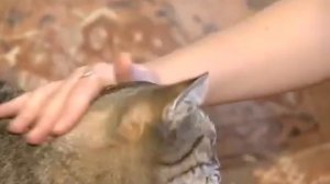 Европейская короткошерстная кошка