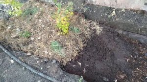 Осенняя посадка голубки и брусники