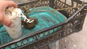 ??Запустил карпов в биоплато и потом об этом пожалел.Килограммовые карпы в свой искусственный пруд