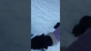 Наши черные русские терьеры ?После стрижки