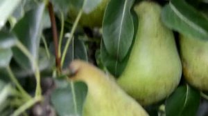 Груша осеняя Говерла