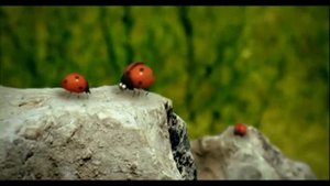 Букашки: - Любовная история Minuscule - Love Story