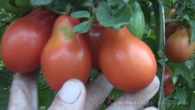 О сортах томатов ЛЮДОВИК ХVII смотреть онлайн