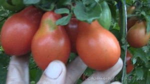 О сортах томатов ЛЮДОВИК ХVII