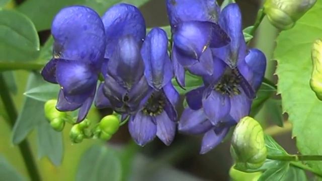 Просто красивое видео. Дача 2010 смотреть онлайн