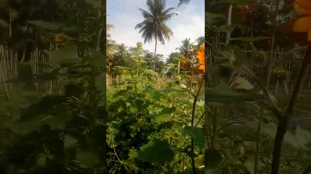 BUNGA MATAHARI MERAH RED SUNFLOWER