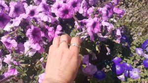 Более 15 расцветок Каскадной Петунии сорт Изи Вейв / Расскажу плюсы минусы, июнь 2022