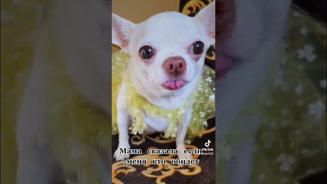 чихуа. чихуахуа. маленькие собаки смотреть онлайн