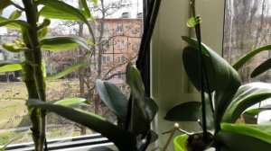 Уход за орхидеями глазами новичка #13 Дендробиум Нобиле "Аполлон"Новая запись в дневнике наблюдений