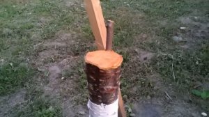 apricot grafting at the end of may // прививка абрикоса в мае