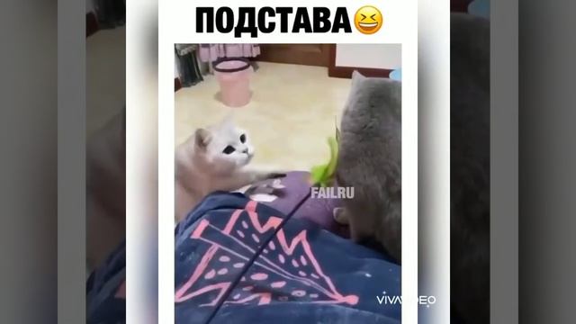 Приколы с котами/кошками, как отучить кота лазить на стол, драки кошек 2020год