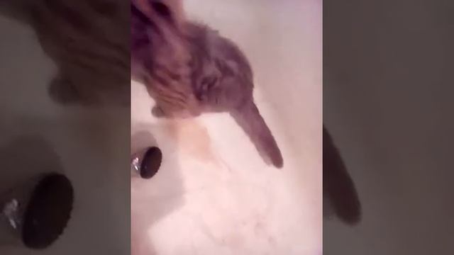 Моим киску в ване под душем смотреть онлайн