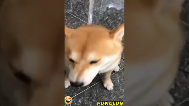 Funny Dogs|Funny Dogs 2023|Funny Dogs Compilation.#ytshort смотреть онлайн