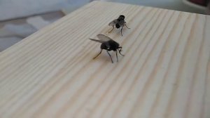 Муха без голова