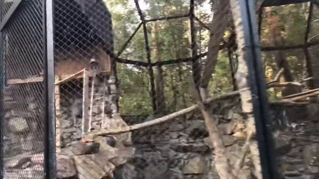 Новосибирский зоопарк. Продолжение прогулки. смотреть онлайн