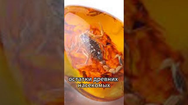 Янтарь - это ископаемая смола