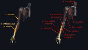 Мышцы Верхней Конечности - 3D Анатомия Мышц Предплечья - Часть 4