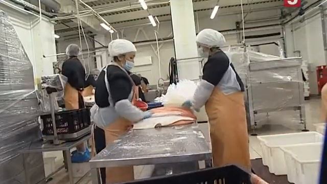 Слабосоленый лосось: чем краснее, тем хуже. "Есть можно!" Утро на 5