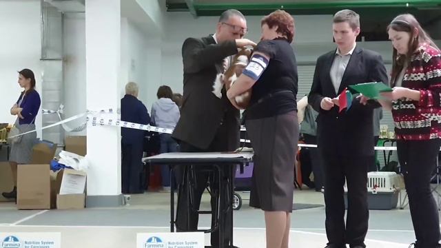 ПК моно 17.03.19. Кавалер Кинг Чарльз спаниель. Классы кобели щенки и суки беби. смотреть онлайн