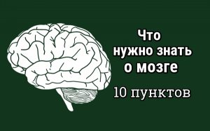 Что надо знать о мозге: 10 важных пунктов