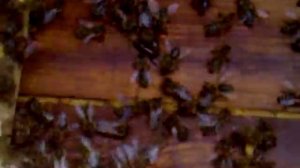 Уховертка попала к пчелам!