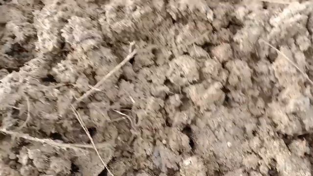 РЕЗУЛЬТАТЫ ЗА 3 ДНЯ/200 КВАДРАТОВ ДЛЯ ЧЕРВЕЙ УЖЕ ГОТОВА.#черви #рыбалка #тараз #бизнес 87078908088 смотреть онлайн