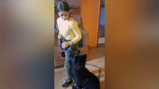 Как правильно давать лакомства собаке | Радик Аксанов смотреть онлайн