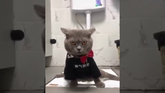 хоба!