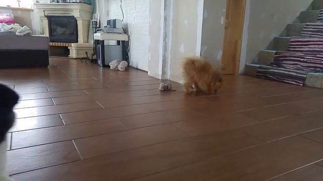 Американская Акита Элла 2 месяца и шпиц Персик смотреть онлайн