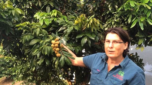 Longan Kohala Grafted Fruit Tree - Shows Fruit and Tree with Plant Growing Guide смотреть онлайн