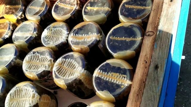 Сотовый мёд в банках смотреть онлайн