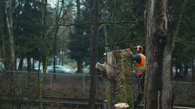 Russian Dudes Cut Down Maple Trees in Mom's Backyard, Unlimited Firewood! l Campfire Channel смотреть онлайн