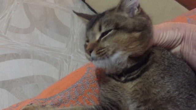 Содержание котенка в доме. Домашние питомцы. смотреть онлайн