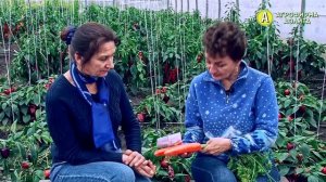 ВЫ ПРОСИЛИ – МЫ ОТВЕЧАЕМ: Какие Сорта Моркови Сеять? Лучшие Семена Моркови