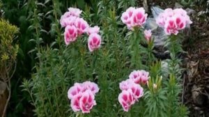 Цветы Годеция