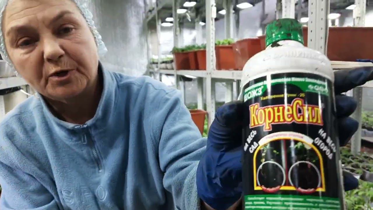 Пикируем томаты правильно. Кормилица микориза все сделает ха вас!!!