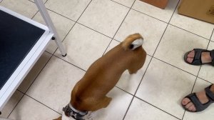 У собаки пошла кровь. Срочно к ветеринару.