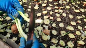 Лук на перо, сбор урожая ?