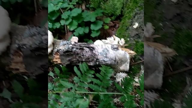 ВЕШЕНКА ЛЕГОЧНАЯ.Pleurotus pulmanarius.