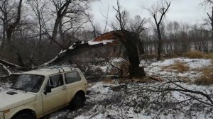 Какую древесину использовать для копчения