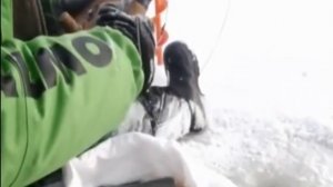 УСПЕШНАЯ ЗИМНЯЯ РЫБАЛКА НА ОКУНЯ ОСНАСТКОЙ ТОПОРИК