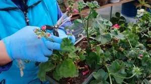 Как сохранить ПЕЛАРГОНИИ к следующему сезону. Обрезка и размножение