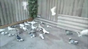 Бойные Ленинаканские голуби Артура Рашояна