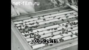 1966г. Новозыбков. опытная станция. Брянская обл