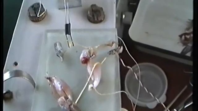 Опыт Маттеуччи вторичный тетанус