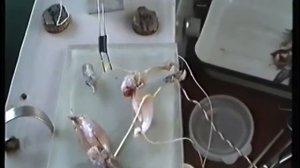 Опыт Маттеуччи вторичный тетанус