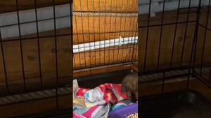 Огнёвка вятская, лиса дома первый день - Братец Лис