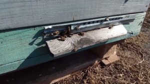 Весенний облёт. Среднерусская пчела