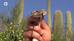 ДВОЙНЫЕ КЛЫКИ у ГРЕМУЧЕЙ ЗМЕИ. Ядовитый техасский гремучник!